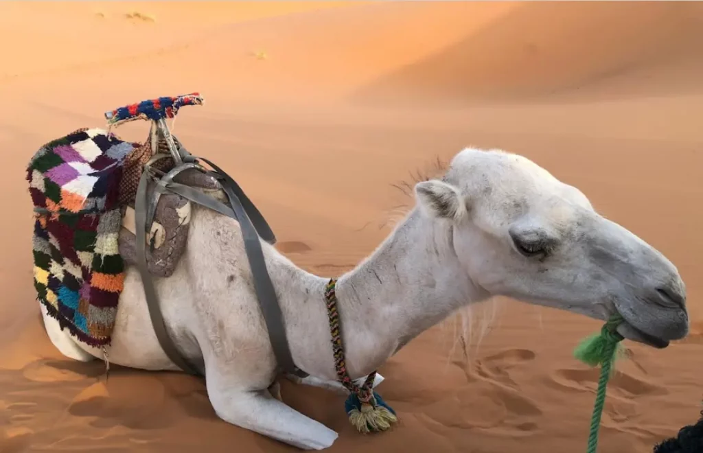 camel is ready for the ride