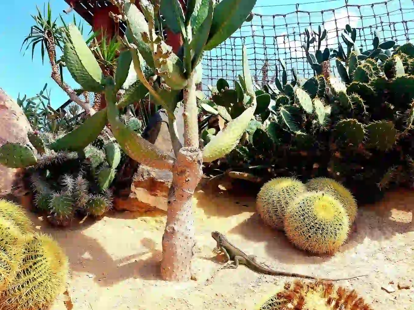 Cactus Garden