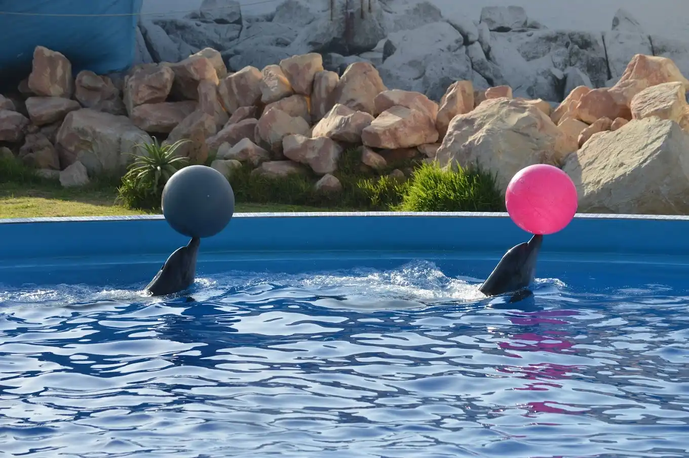 Dolphin Shows