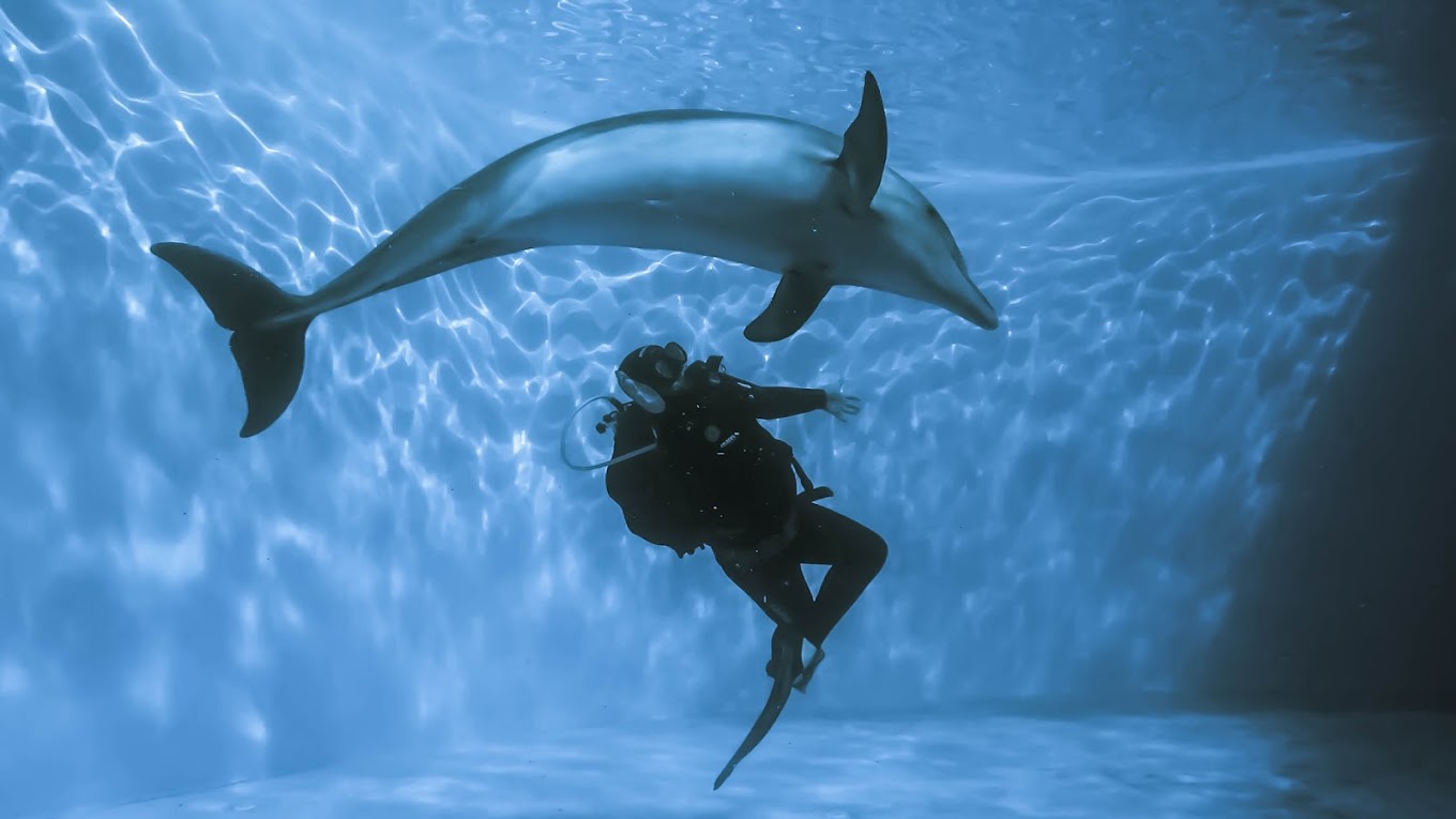 Swimming with Dolphins