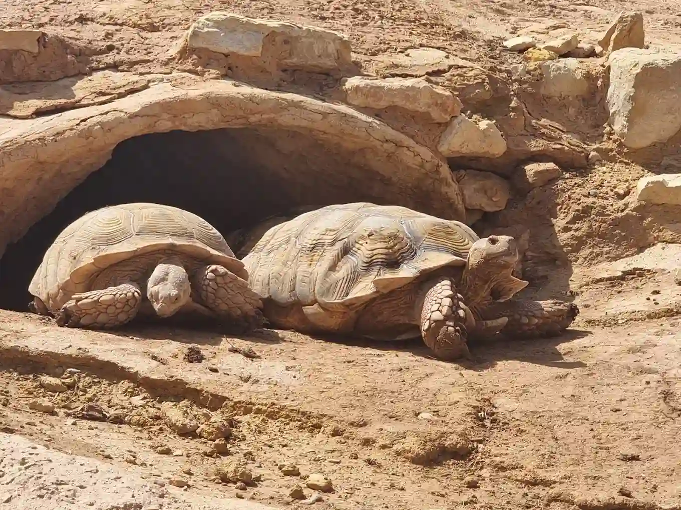 tortoises